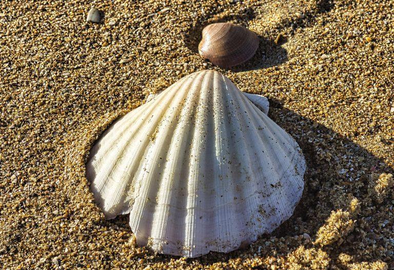 Close up seashell image on beach