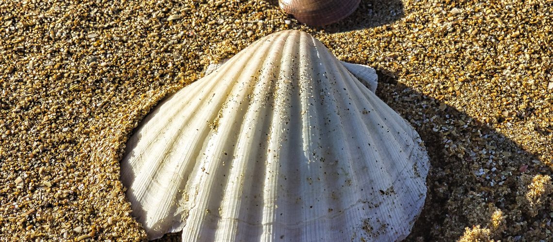 Close up seashell image on beach